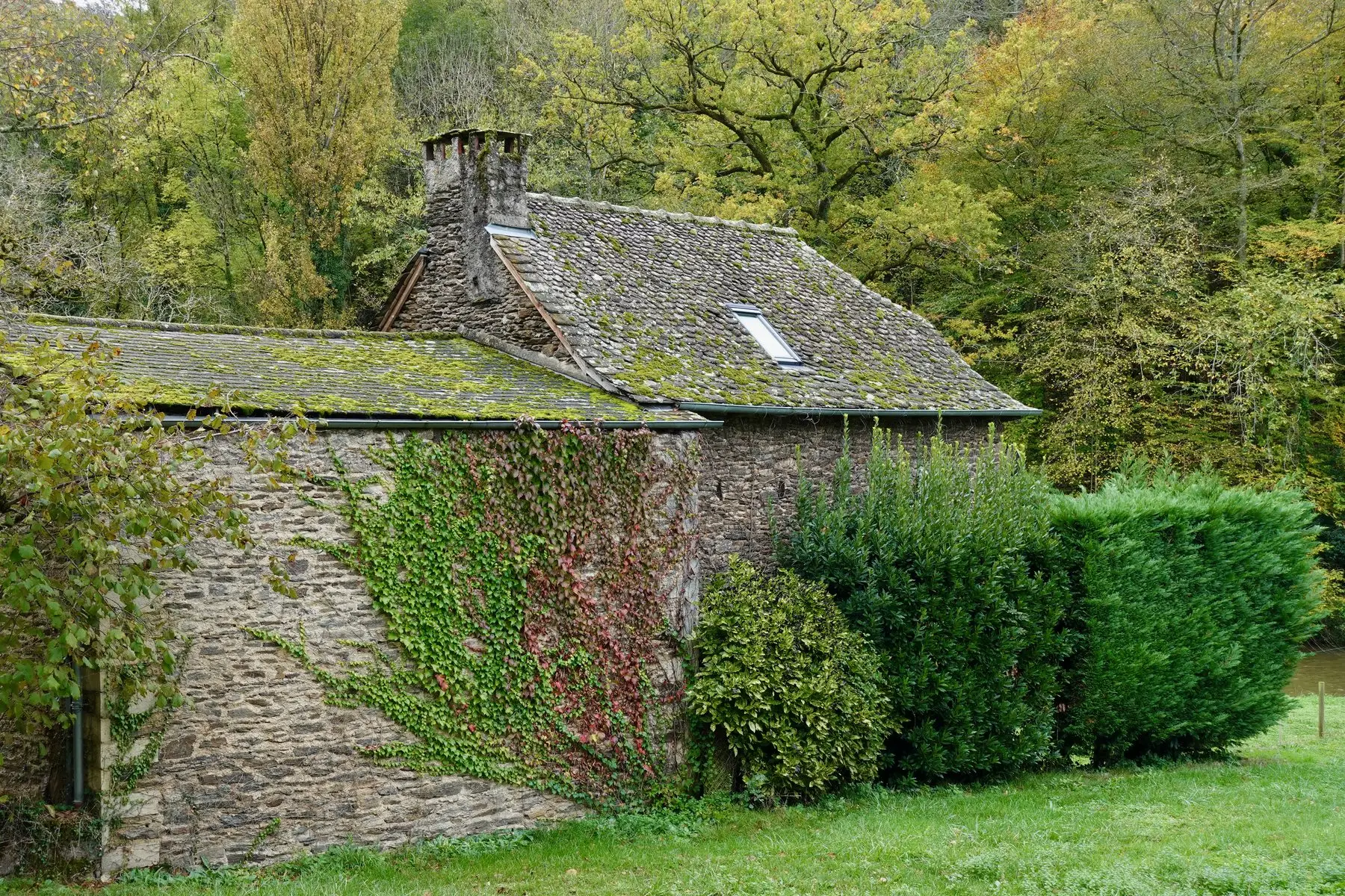 Longère en pierre au bord d’un bois, toit d’ardoises couvert de mousse et façade gagnée par le lierre