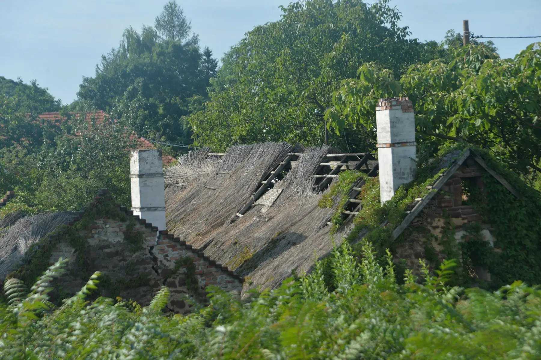 Une vieille toiture effondrée, envahie d’herbes et d’arbustes, entre deux souches de cheminée blanchies