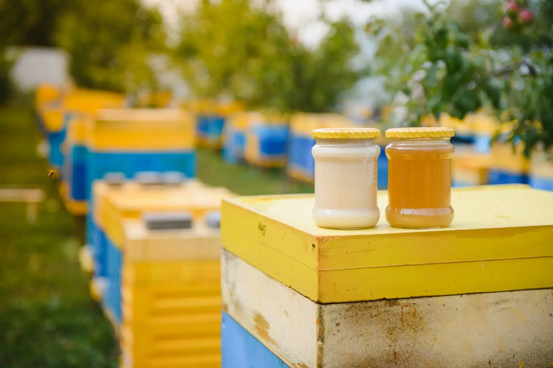 Deux pots de miel, l’un crémeux, l’autre doré, posés sur une ruche jaune au milieu d’un rucher