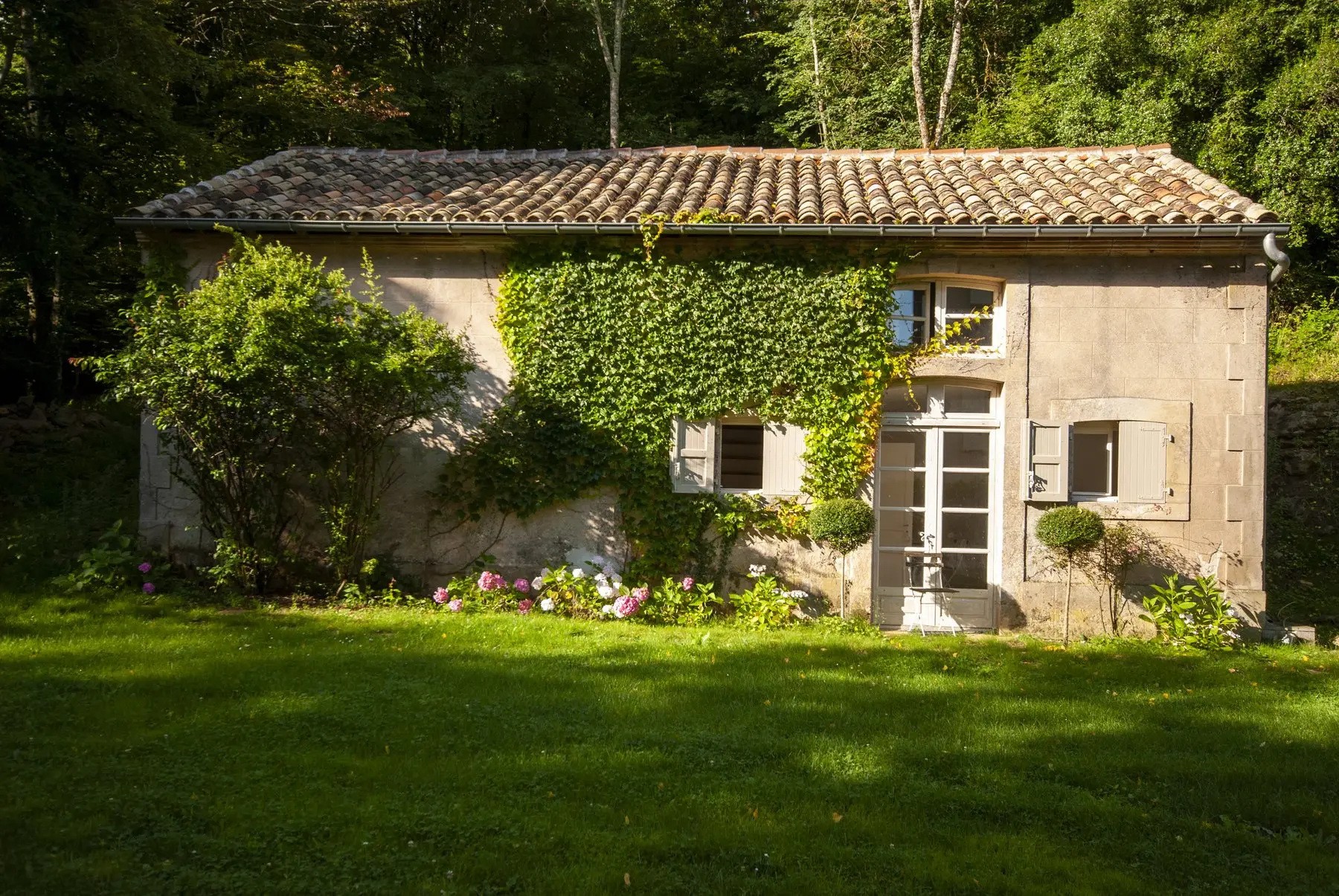 Maison de pierre couverte de lierre, hortensias au pied de la façade et grande pelouse dans la lumière du soir