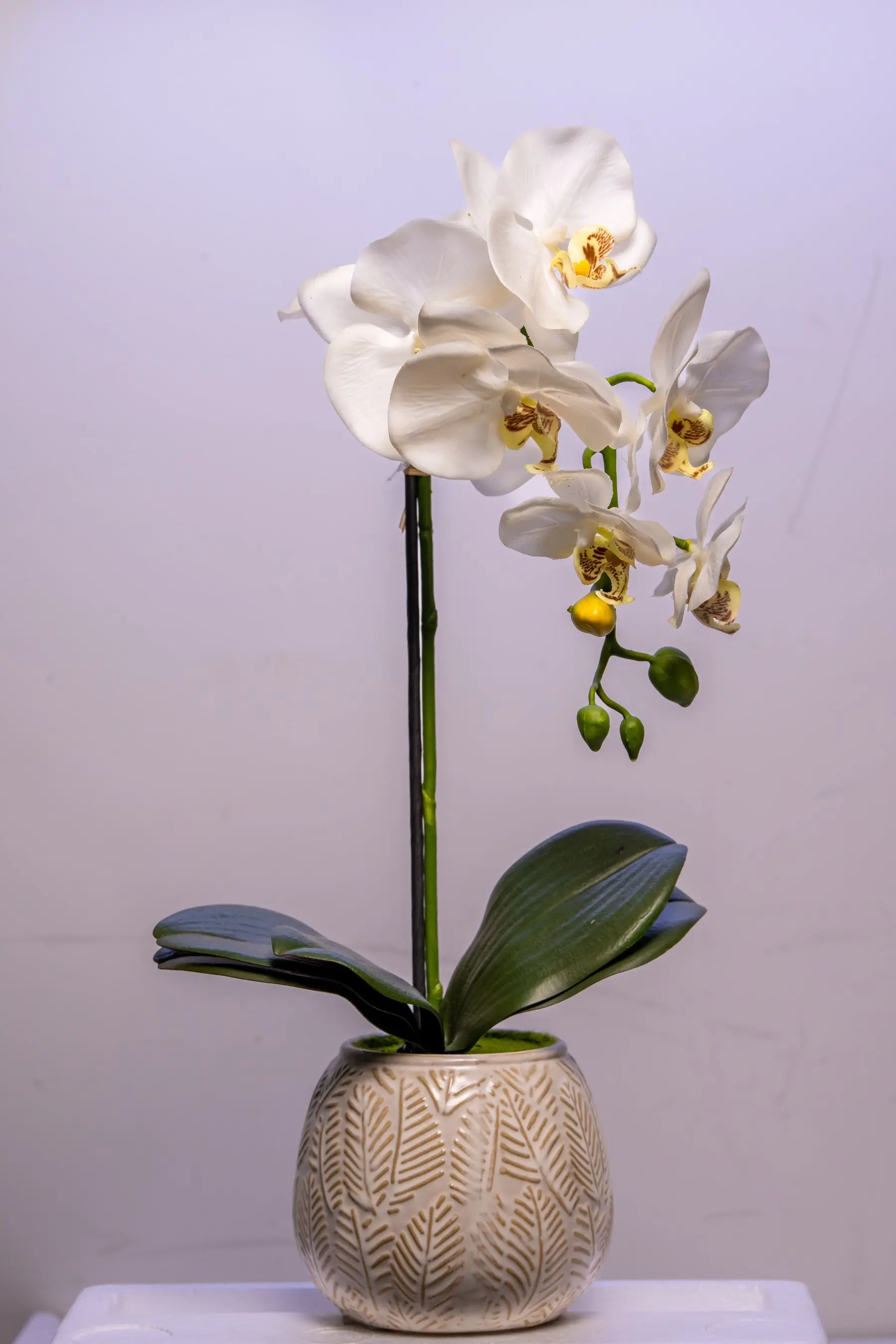 Orchidée blanche à plusieurs fleurs dans un cache-pot de céramique beige à motifs