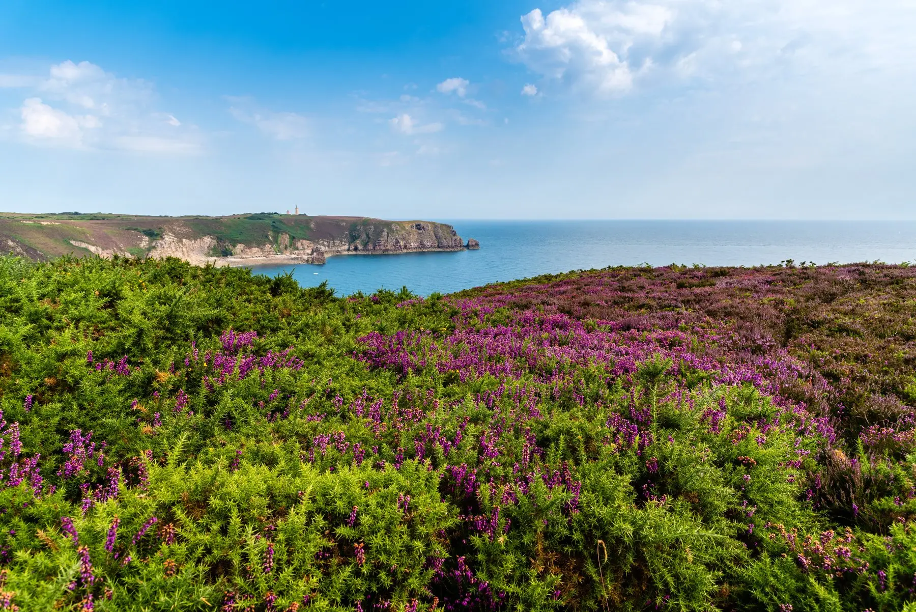 Des landes en fleurs au-dessus de la mer, le long de la côte