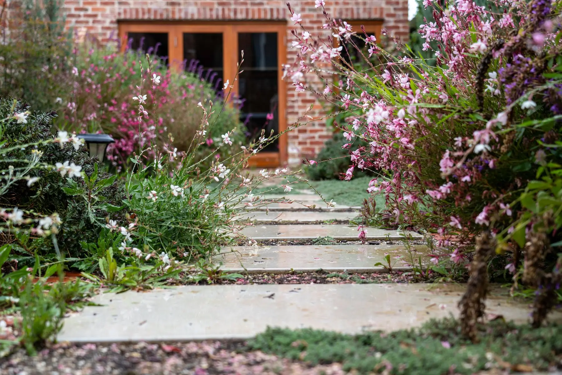 Une allée de grandes dalles claires, mouillées par la pluie, bordée de gauras roses et blancs, mène aux portes-fenêtres en bois d’une maison en briques