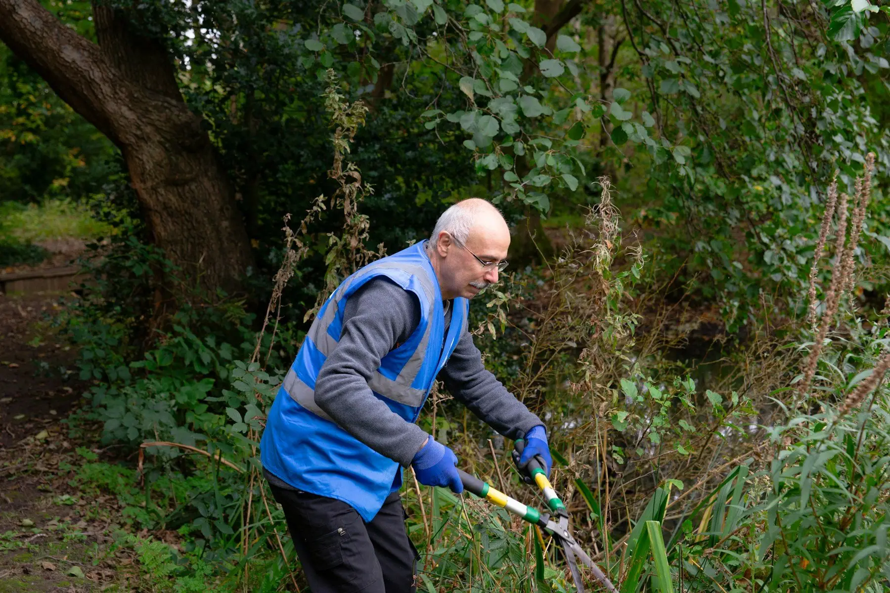 Un jardinier en gilet bleu coupe des tiges au coupe-branches, au bord d’un plan d’eau ombragé, parmi des végétaux de fin de saison