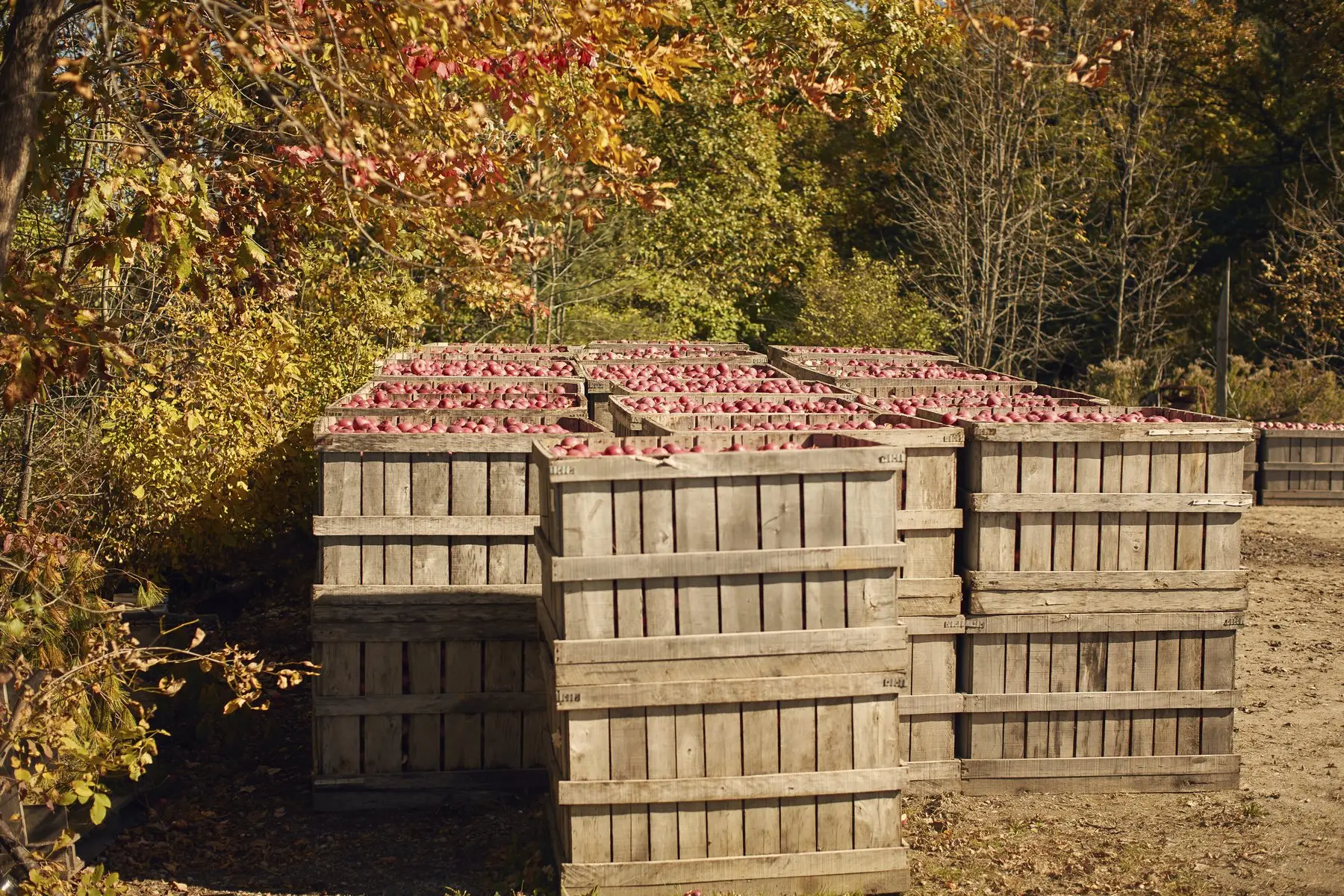 Des caisses en bois remplies de pommes rouges, au bord d’un verger en automne